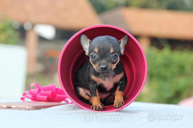 Cucciola di Chihuahua