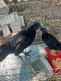 galline cenami 