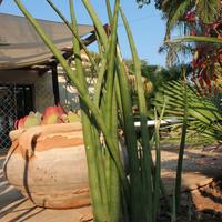 Sansevieria cylindrica