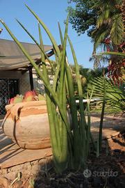 Sansevieria cylindrica