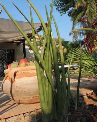 Sansevieria cylindrica