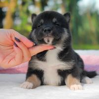 Cucciola femmina di Shiba Inu nero focato