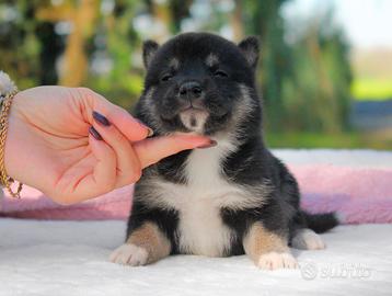 Cucciola femmina di Shiba Inu nero focato
