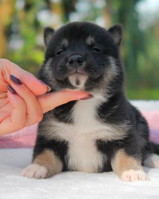 Cucciola femmina di Shiba Inu nero focato