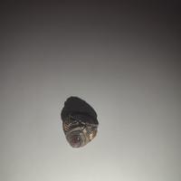 anello poison-ring 