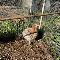 Galli di Araucana ornamentale