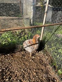 Galli di Araucana ornamentale