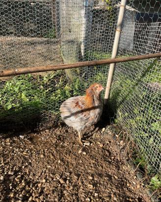 Galli di Araucana ornamentale