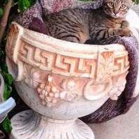 Vasco gattino 18 mesi