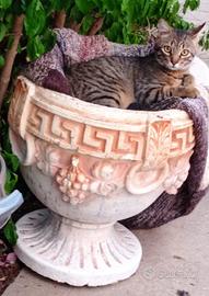 Vasco gattino 18 mesi