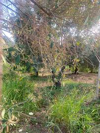 Terreno agricolo