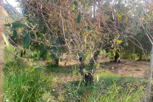 Terreno agricolo