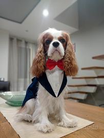 Cavalier King disponibile per monta