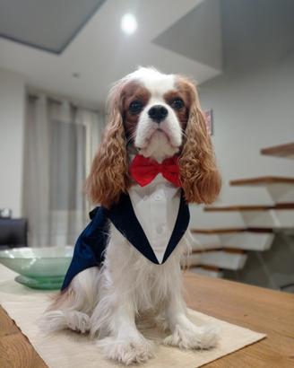 Cavalier King disponibile per monta