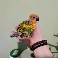 Pulli Conuro del sole