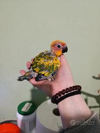 Pulli Conuro del sole