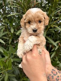 Maltipoo mini toy