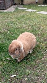 Simpaticissimo Coniglietto