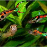 Endler (Poecilia wingei) |Pesci Tropicali