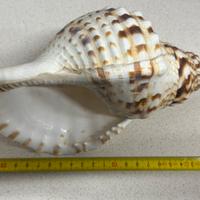 Conchiglia Charonia Tritonis 23 cm circa (prez x 1