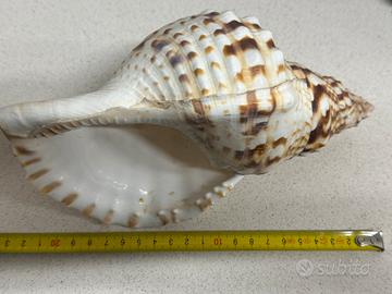 Conchiglia Charonia Tritonis 23 cm circa (prez x 1
