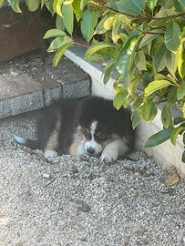 Cucciolo di pastore australiano