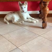 Cucciolo di husky