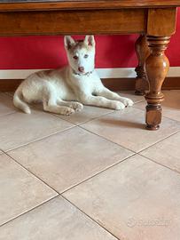 Cucciolo di husky