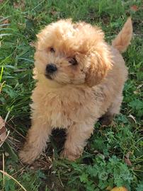 Cuccioli Barboncino Champagne