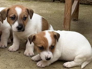 Cuccioli jack russell