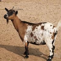 C.E.R.C.O. Capra nana tibetana