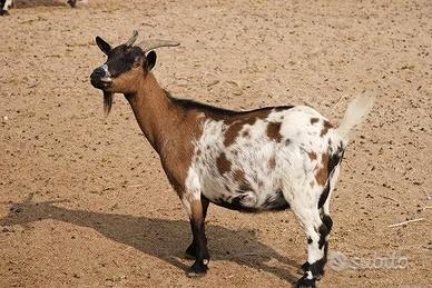 C.E.R.C.O. Capra nana tibetana