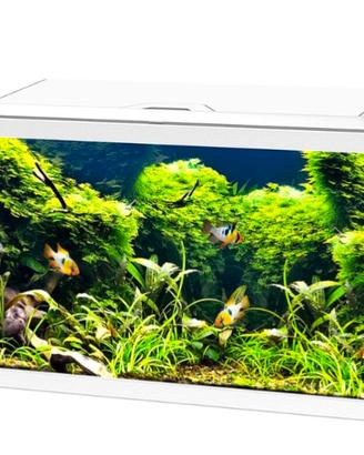 Acquario 
