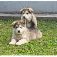 Alaskan malamute