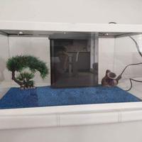 acquario