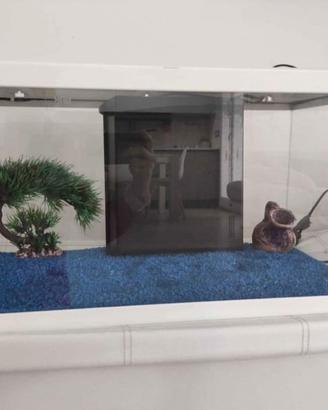 acquario