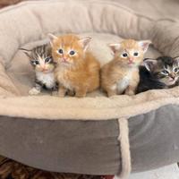 Cuccioli di gatto delle foreste norvegesi