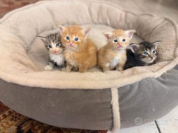 Cuccioli di gatto delle foreste norvegesi