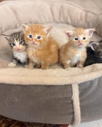 Cuccioli di gatto delle foreste norvegesi