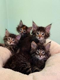 Norvegesi delle foreste - cuccioli