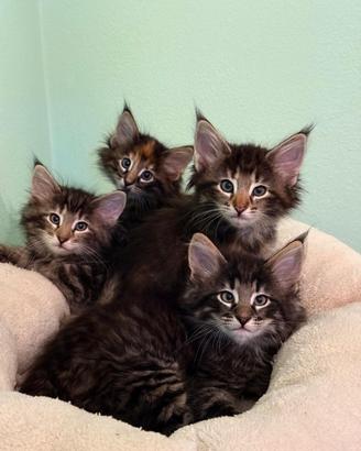 Norvegesi delle foreste - cuccioli