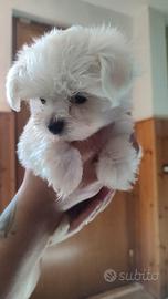 Cucciolo maltese toy