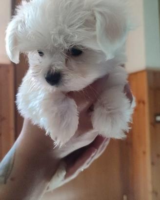 Cucciolo maltese toy