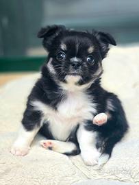 Super cuccioli di Chihuahua a pelo lungo