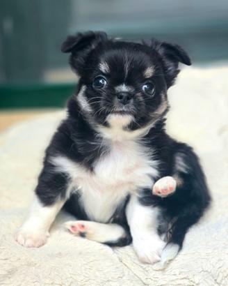 Super cuccioli di Chihuahua a pelo lungo