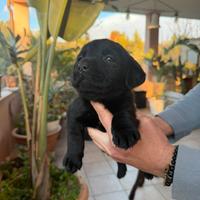 Labrador retriver