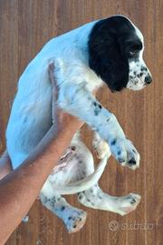 Cuccioli maschi setter inglese