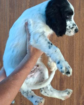 Cuccioli maschi setter inglese