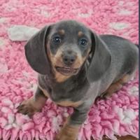 Cuccioli di bassotti blu maschi