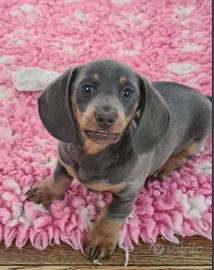 Cuccioli di bassotti blu maschi